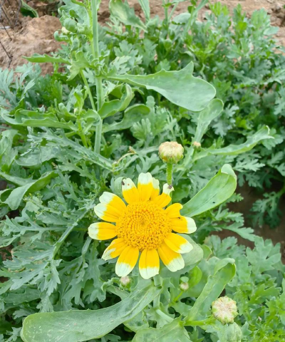 家里阳光不足怎么养花，选对植物种类，掌握养护技巧