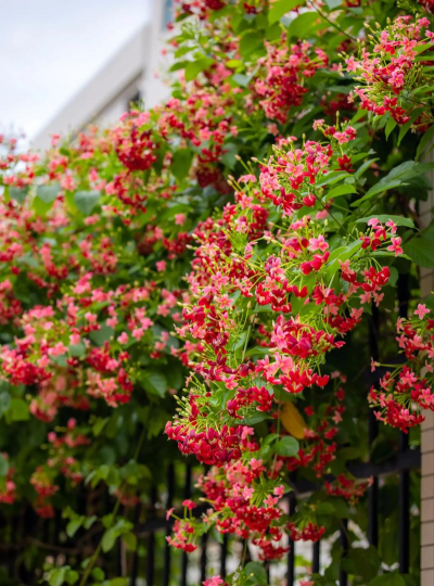 小众送妈妈的花有哪些花