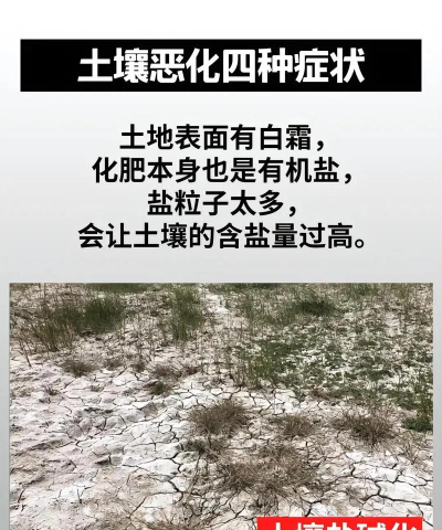 家里阳光不足怎么养花，选对植物种类，掌握养护技巧
