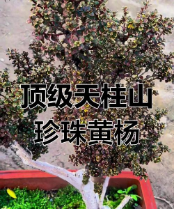家里阳光不足怎么养花，选对植物种类，掌握养护技巧