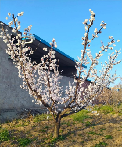 家里阳光不足怎么养花，选对植物种类，掌握养护技巧