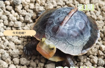 家里阳光不足怎么养花，选对植物种类，掌握养护技巧