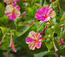 什么花在傍晚六点开花