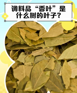 家里阳光不足怎么养花，选对植物种类，掌握养护技巧