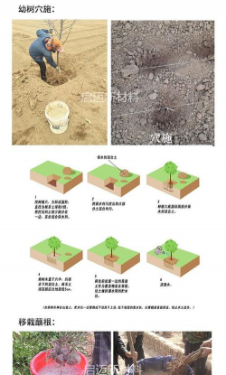 家里阳光不足怎么养花，选对植物种类，掌握养护技巧