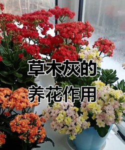 小众送妈妈的花有哪些花