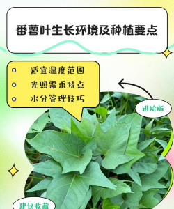 家里阳光不足怎么养花，选对植物种类，掌握养护技巧