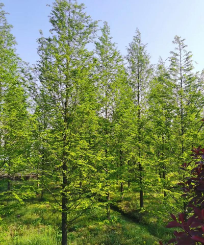 家里阳光不足怎么养花，选对植物种类，掌握养护技巧