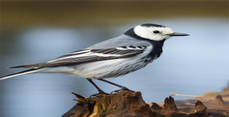 家里阳光不足怎么养花，选对植物种类，掌握养护技巧