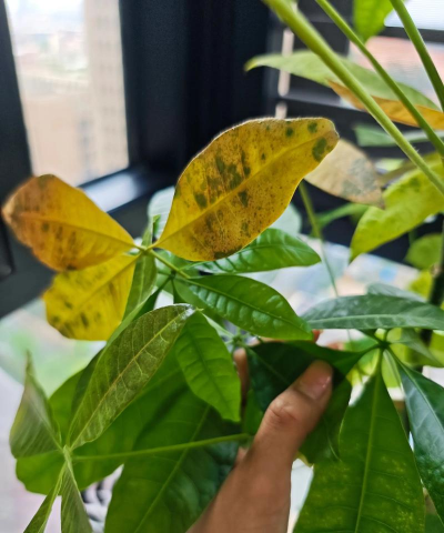 小众送妈妈的花有哪些花