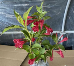 家里阳光不足怎么养花，选对植物种类，掌握养护技巧