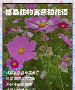 家里阳光不足怎么养花，选对植物种类，掌握养护技巧