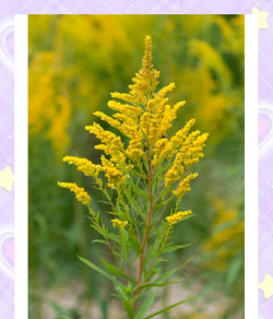 家里阳光不足怎么养花，选对植物种类，掌握养护技巧