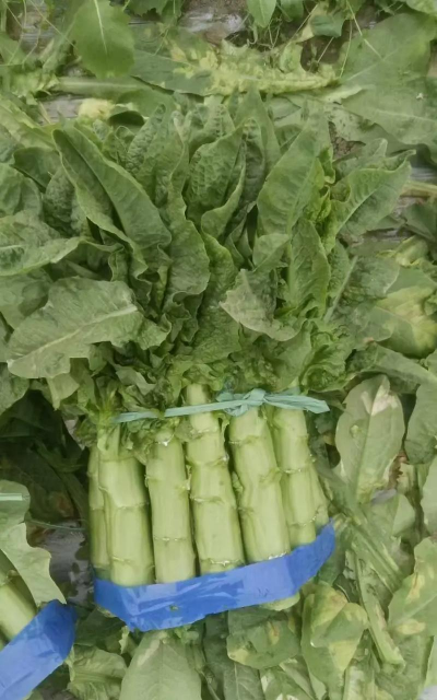 家里阳光不足怎么养花，选对植物种类，掌握养护技巧