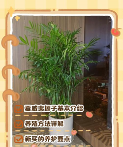 家里阳光不足怎么养花，选对植物种类，掌握养护技巧