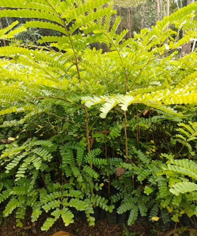 家里阳光不足怎么养花，选对植物种类，掌握养护技巧