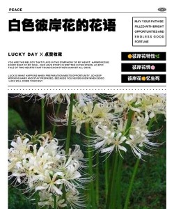 家里阳光不足怎么养花，选对植物种类，掌握养护技巧