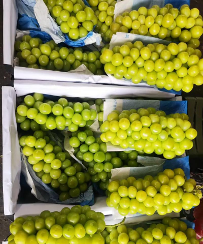 家里阳光不足怎么养花，选对植物种类，掌握养护技巧