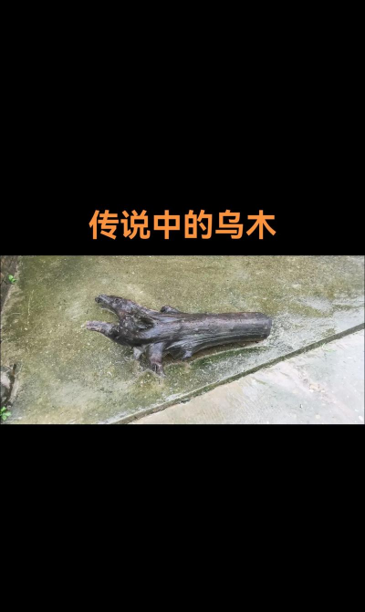 家里阳光不足怎么养花，选对植物种类，掌握养护技巧