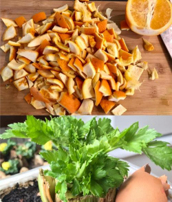 家里阳光不足怎么养花，选对植物种类，掌握养护技巧