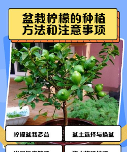 花盆柠檬怎么种植 花盆柠檬怎么种植
