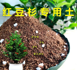 家里阳光不足怎么养花，选对植物种类，掌握养护技巧