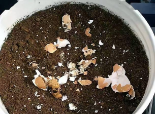 家里阳光不足怎么养花，选对植物种类，掌握养护技巧