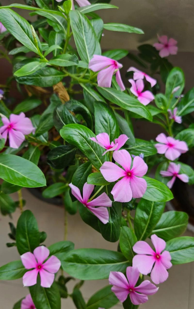 小众送妈妈的花有哪些花