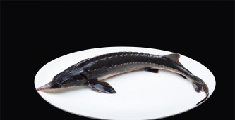 家里阳光不足怎么养花，选对植物种类，掌握养护技巧