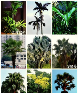 棕榈科植物有哪些