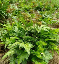 家里阳光不足怎么养花，选对植物种类，掌握养护技巧