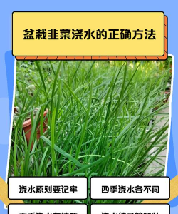 家里阳光不足怎么养花，选对植物种类，掌握养护技巧