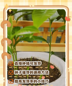 家里阳光不足怎么养花，选对植物种类，掌握养护技巧