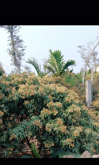 家里阳光不足怎么养花，选对植物种类，掌握养护技巧