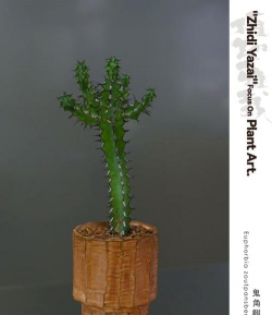 家里阳光不足怎么养花，选对植物种类，掌握养护技巧