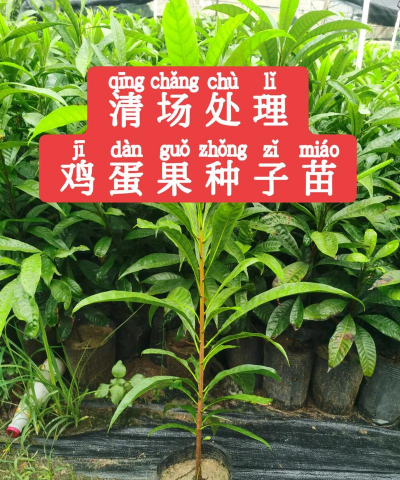 家里阳光不足怎么养花，选对植物种类，掌握养护技巧