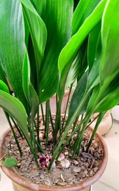 家里阳光不足怎么养花，选对植物种类，掌握养护技巧