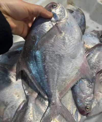 家里阳光不足怎么养花，选对植物种类，掌握养护技巧