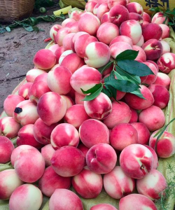 家里阳光不足怎么养花，选对植物种类，掌握养护技巧