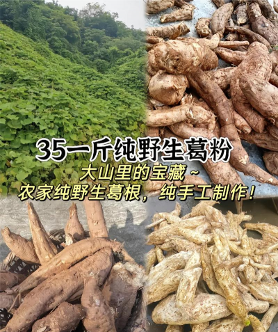 家里阳光不足怎么养花，选对植物种类，掌握养护技巧