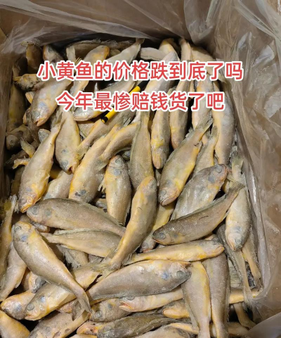 家里阳光不足怎么养花，选对植物种类，掌握养护技巧