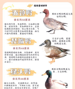 家里阳光不足怎么养花，选对植物种类，掌握养护技巧