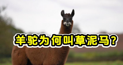 家里阳光不足怎么养花，选对植物种类，掌握养护技巧