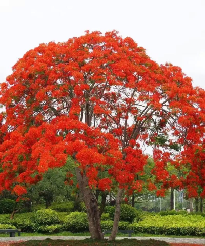 家里阳光不足怎么养花，选对植物种类，掌握养护技巧