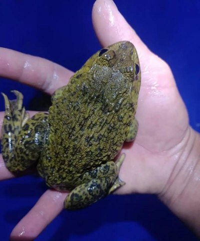 家里阳光不足怎么养花，选对植物种类，掌握养护技巧