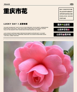 小众送妈妈的花有哪些花