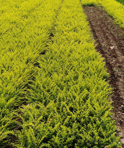 家里阳光不足怎么养花，选对植物种类，掌握养护技巧