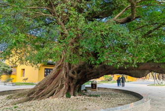 家里阳光不足怎么养花，选对植物种类，掌握养护技巧