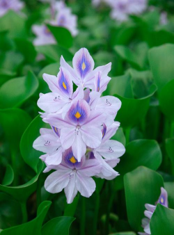 家里阳光不足怎么养花，选对植物种类，掌握养护技巧