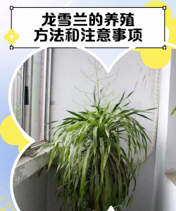 家里阳光不足怎么养花，选对植物种类，掌握养护技巧